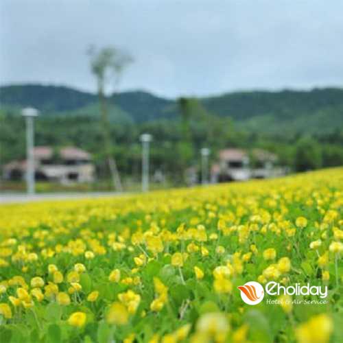 Tour Quy Nhơn Phú Yên 1 ngày – Hoa vàng trên cỏ xanh
