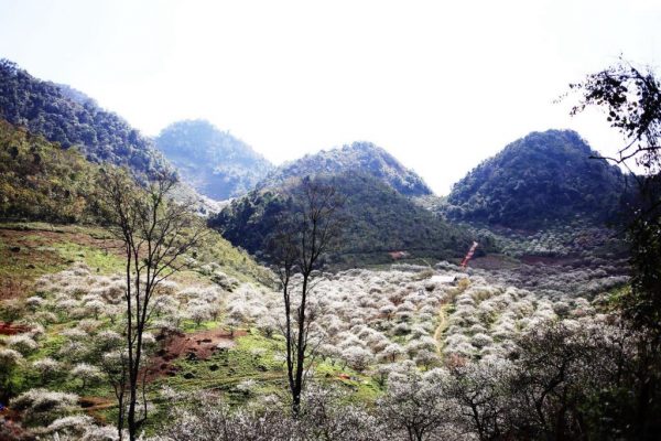 Thung Lũng Mận Nà Ka.