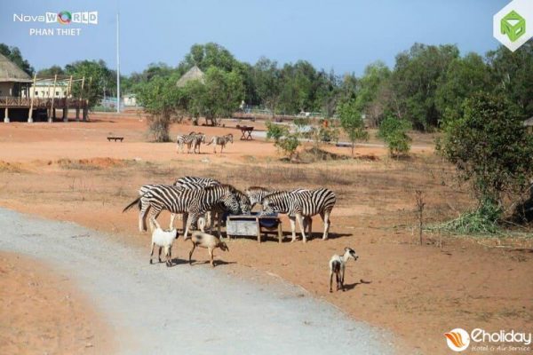 Nova World Phan Thiet Cong Vien Ban Hoang Da Safari Cafe