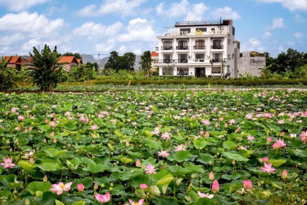 Lotus Hotel Ninh Bình.