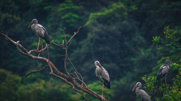 Thung Nham Resort Ninh Binh Vuon Chim