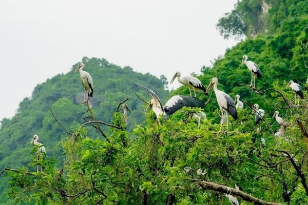 Vườn Chim Thung Nham Ninh Bình