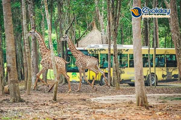 Vinpearl Safari Phú Quốc 2