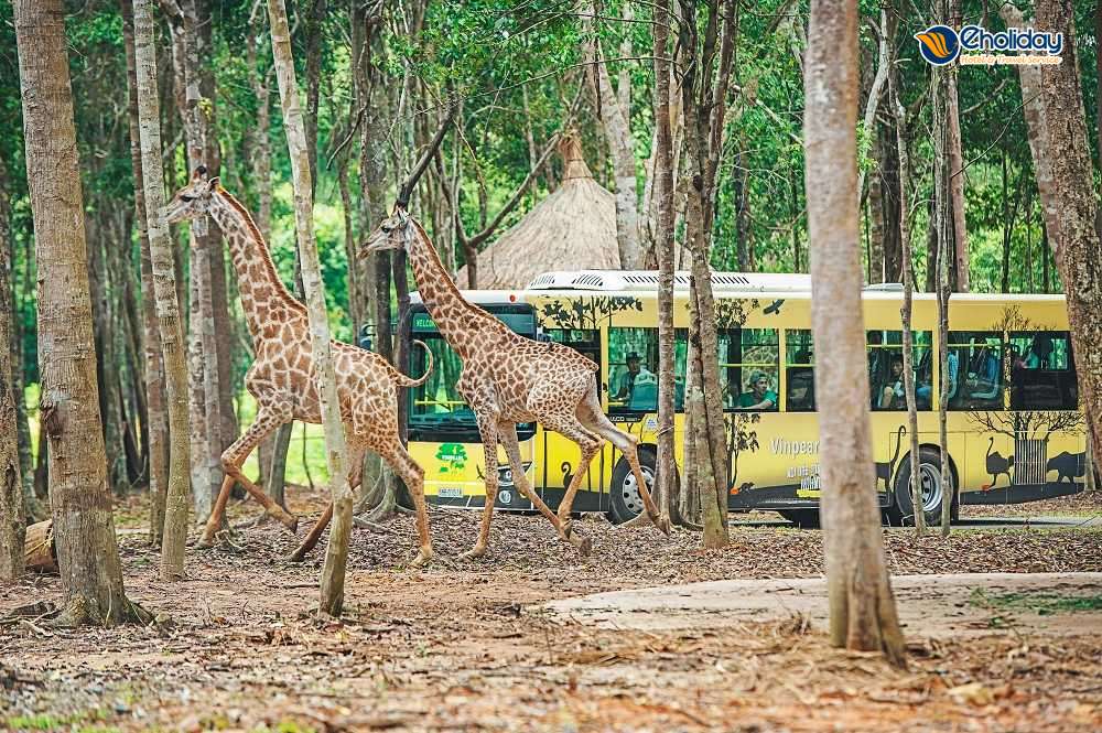 Vinpearl Safari Phú Quốc 2