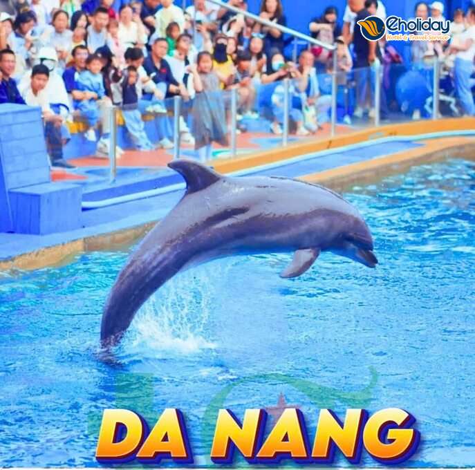 Vé Show Cá Heo và Hải Cẩu tại Đà Nẵng