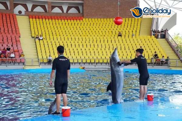 Vé Show Cá Heo Đà Nẵng 6